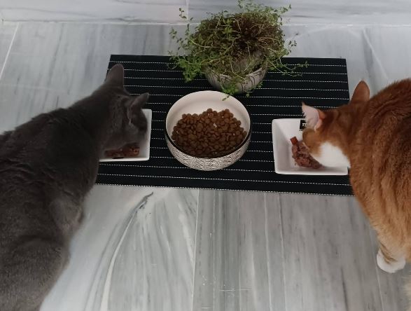 foto de una guarderia para gatos